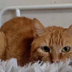 守谷譲渡会(=^ェ^=)