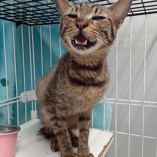 元飼い猫でも処分対象　収容期限2月2日迄