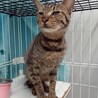 元飼い猫でも処分対象　収容期限2月2日迄 サムネイル2