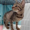 元飼い猫でも処分対象　収容期限2月2日迄 サムネイル3