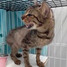 元飼い猫でも処分対象　収容期限2月2日迄 サムネイル4
