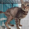 元飼い猫でも処分対象　収容期限2月2日迄 サムネイル5