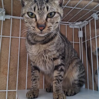 元飼い猫でも処分対象　収容期限2月2日迄