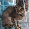 元飼い猫でも処分対象　収容期限2月2日迄 サムネイル6