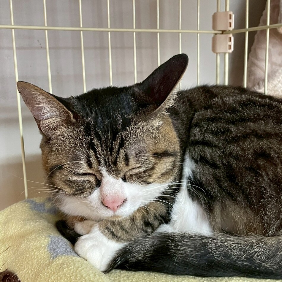 リアのカバー写真