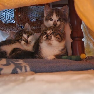 子猫の里親募集終了しました