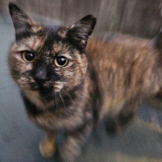 エイズキャリアの女の子です。