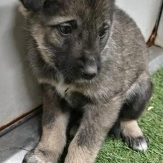 ※優先期間内にお迎え下さい　2月2日迄