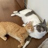 の写真