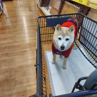 買い物デビュー( ´ー')笑笑　葵ともよく行ったね♪ホームセンター