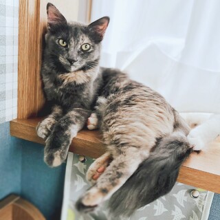 かわいい中毛グレーサビ　10か月の女の子　