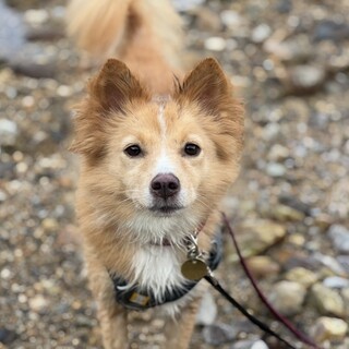 10kg　メス　8歳くらい　お散歩大好き　怖がり