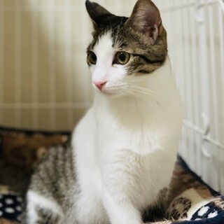 美人なキジ白の女の子　1歳