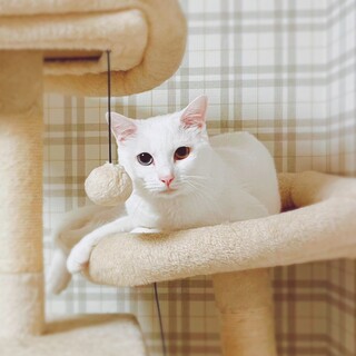 オッドアイの白猫　1歳の男の子