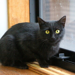 人馴れした黒猫ひかる