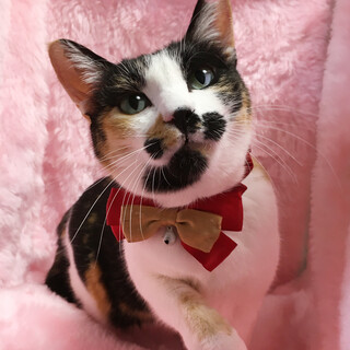 ���h�O�сI�c���f���w�R�~�P�x�R��