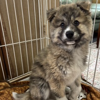 おっとりワンコ！たぬきち