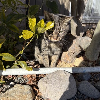 甘えん坊の老猫ちゃんの里親募集します