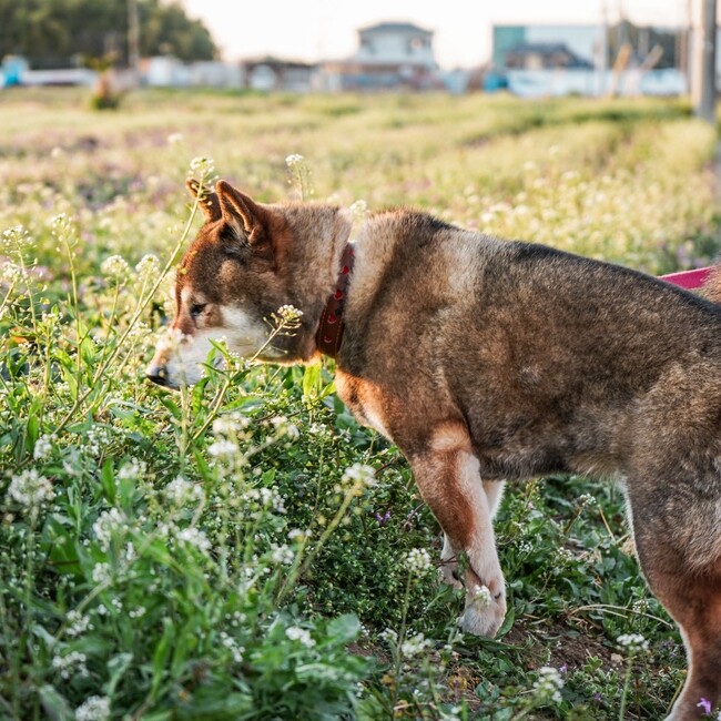 たきざわゆいのカバー写真