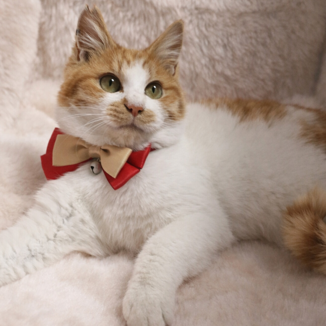 ふわふわ！ぬいぐるみみたい『きなこ君』６カ月 サムネイル1