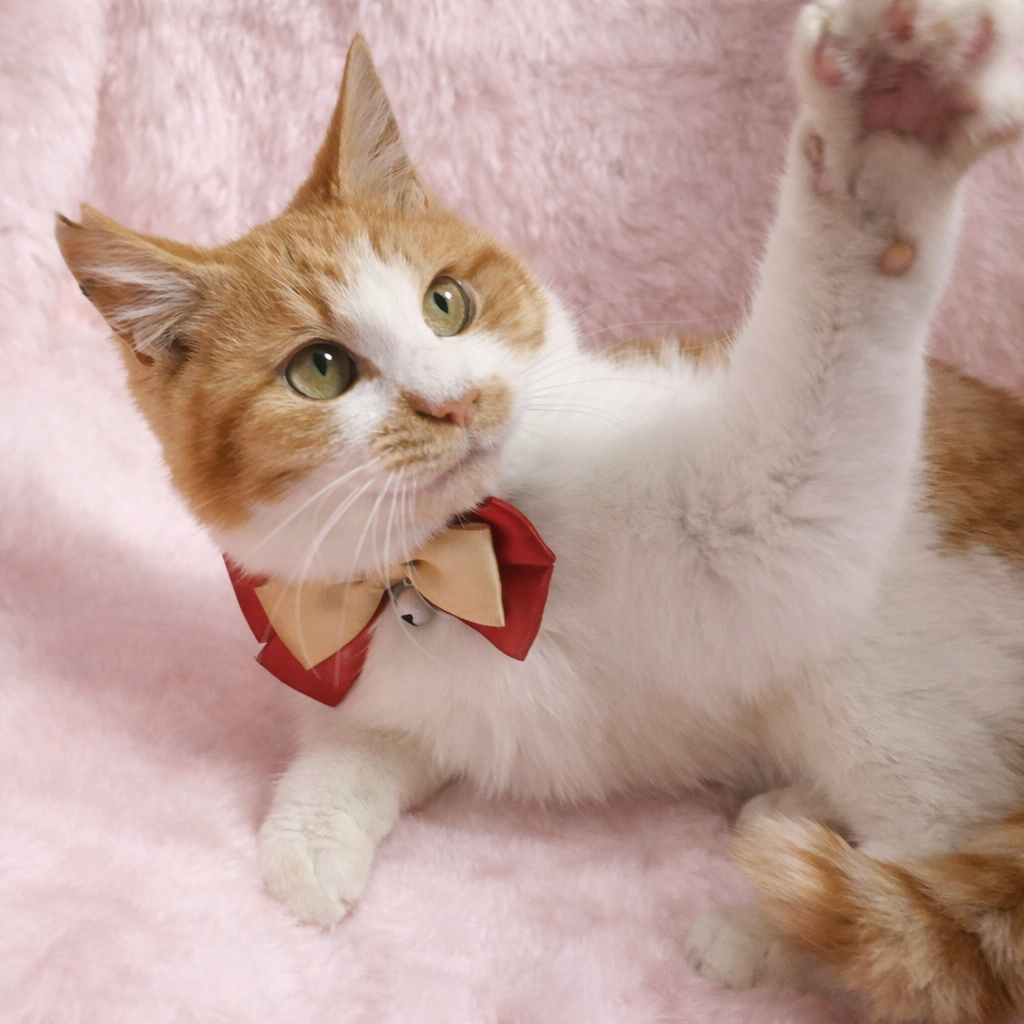 ふわふわ！ぬいぐるみみたい『きなこ君』６カ月 サムネイル3