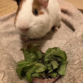 【締切】1歳の男の子モルモットの家族を探しています