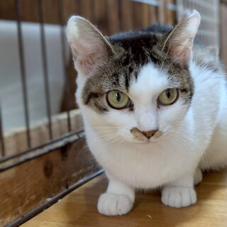 遊ぶの大好き！甘えん坊な女の子♡うずら