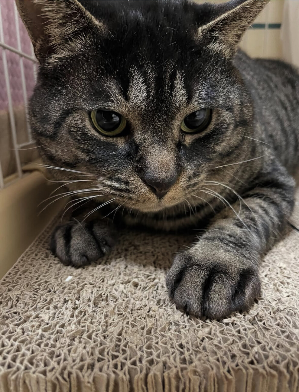 丸い猫【ねね吉】 サムネイル5