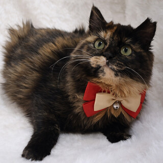 �ӂ�ӂ풷�с�ʂ�����݂݂����w���������x5�J��