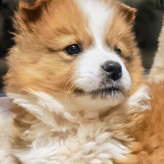 野犬の子　雑種犬男の子　おと君