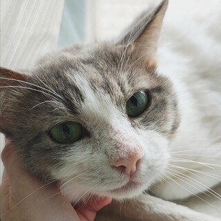 動物病院の保護猫・白グレーハチワレさん♡