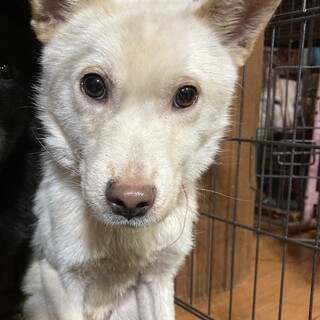 保健所からレスキュー！小さめの保護犬フク君！