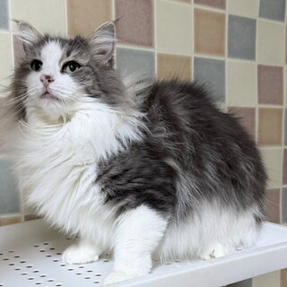 ブルータビー＆ホワイトの女の子♪5歳です