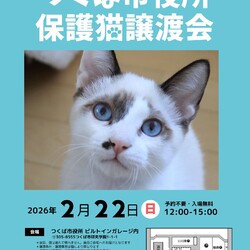 つくば市役所保護猫譲渡会