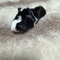 モルモットの赤ちゃんお迎えしてください
