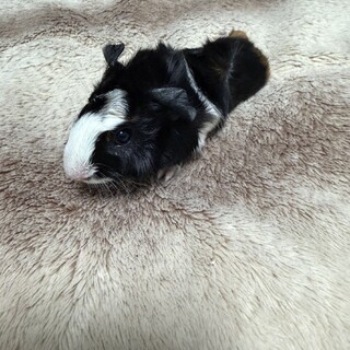 モルモットの赤ちゃんお迎えしてください