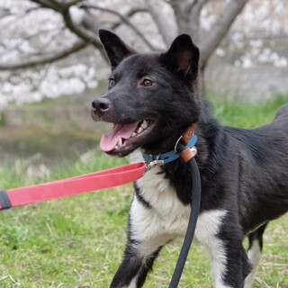 穏やかで優しい男の子⭐︎ アーサくん