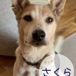 【MIX犬】中型犬のおっとり女の子