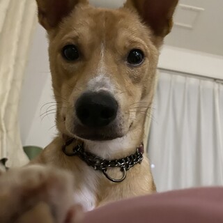 【天音】お転婆で食いしん坊な女の子