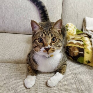 僕の家族になってください