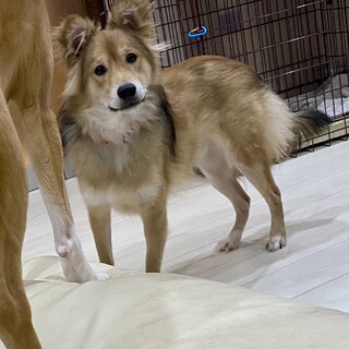 【星夜】控え目でおっとりとした男の子