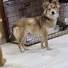 【星夜】控え目でビビリな男の子 サムネイル2