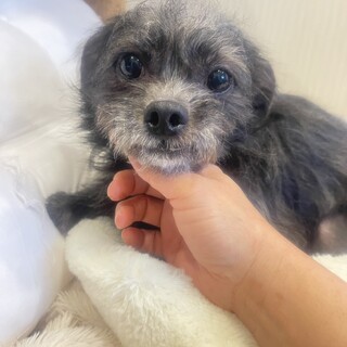 チワプーのシルバです。よろしくお願いします。