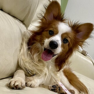 【シオン】少し大きめなパピヨン