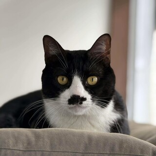 黒白　ぎゆう君　 里親様募集中！