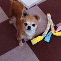 笑顔が可愛いベビーフェイスのめろちゃん