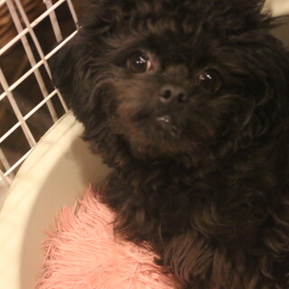 チワプーのがっちゃん。よろしくお願いします。