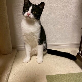 ෆ⃛シャーはあいさつだよෆ⃛ピノくん