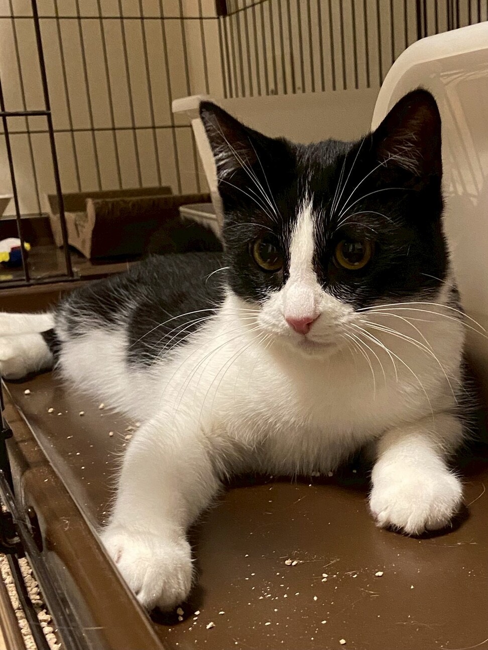 ෆ⃛シャーはあいさつだよෆ⃛ピノくん サムネイル2