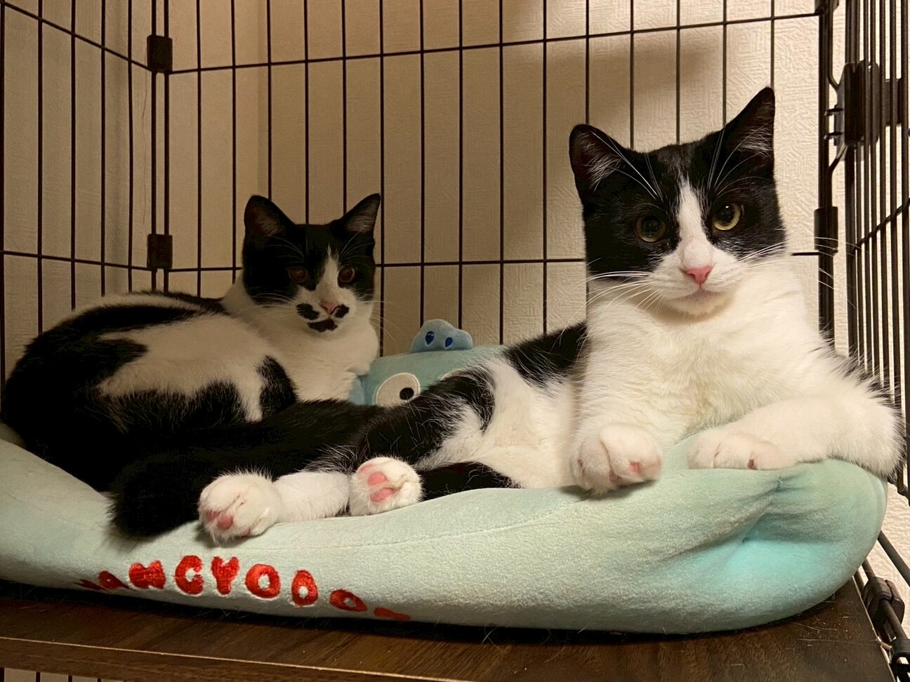 ෆ⃛シャーはあいさつだよෆ⃛ピノくん サムネイル3